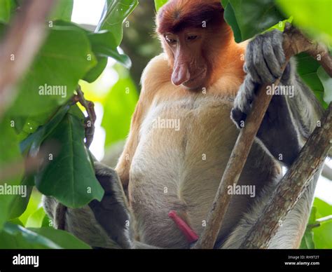 Proboscis monkey (Nasalis larvatus) male with erected penis, Bako ...
