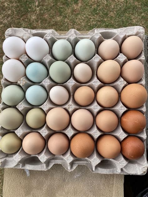 Easter Egger Chickens Egg Colors