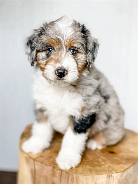 19 Aussie Mountain Doodle ideas in 2025 | aussiedoodle, doodle puppy ...