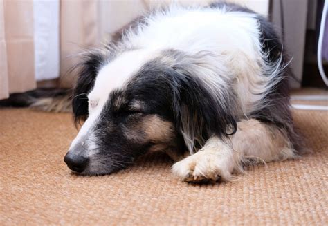 Moulting: Dogs & Cats - FOUR PAWS International - Animal Welfare ...