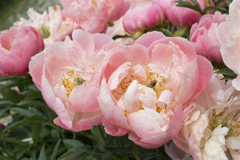 What Is The Flower Of Peony at Abbey Bracy blog