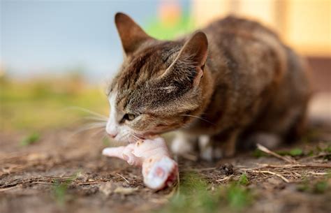 Are Cats Carnivores or Omnivores? - Nutritional Needs of Cats