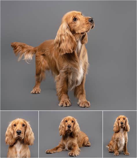 20 best cocker spaniel haircuts for your puppy – Artofit