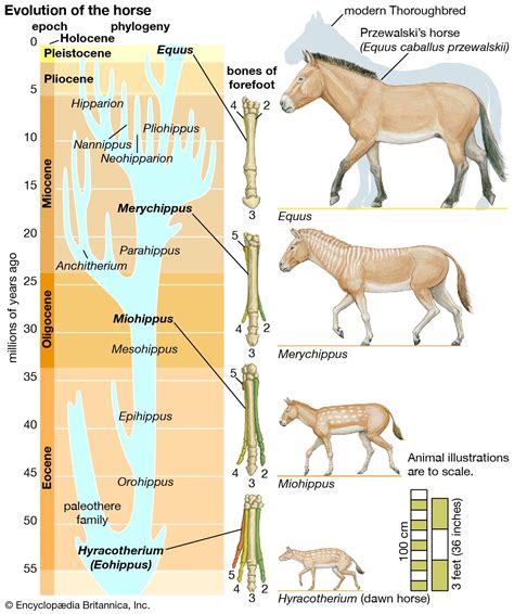 Evolution - Genetic Drift, Natural Selection, Adaptation | Britannica