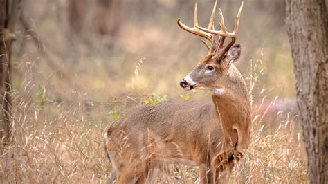 Ohio deer gun hunting season begins Monday: What you need to know ...