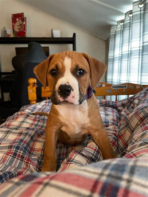 Brown And White Pitbull Puppies