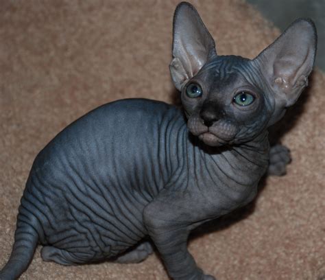 black sphynx - sphynx kittens - hairless kittens — NOCOATKITTY SPHYNX