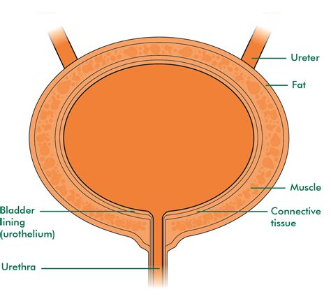 Female Bladder Anatomy Diagram