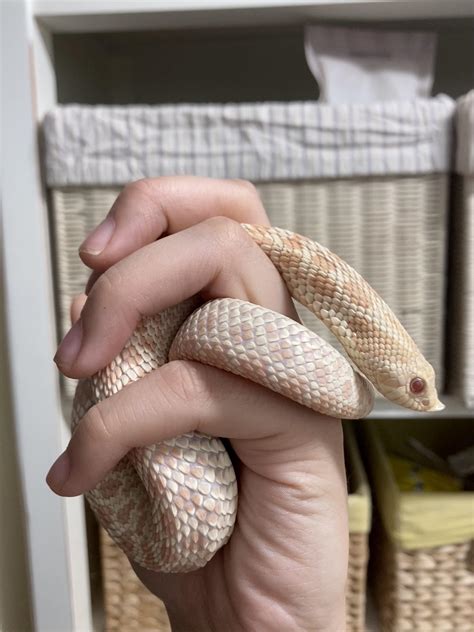 Hognose snakes