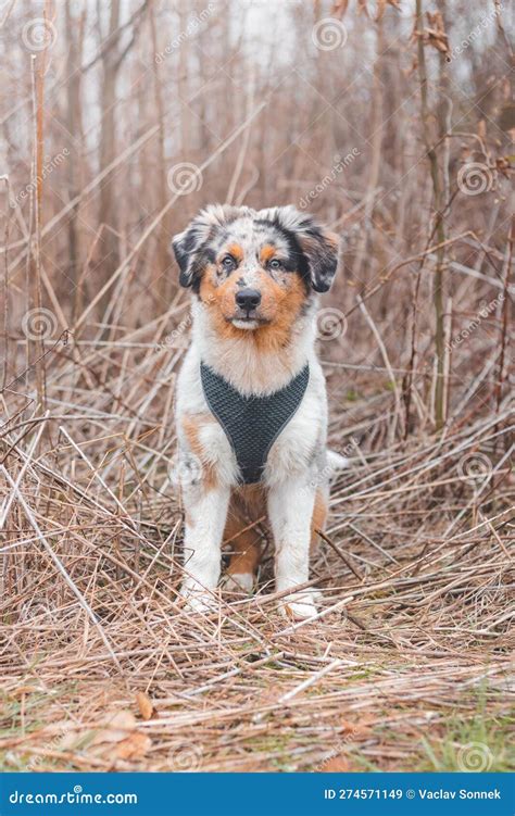 Unique Portrait of an Australian Shepherd Puppy Who Expresses His ...