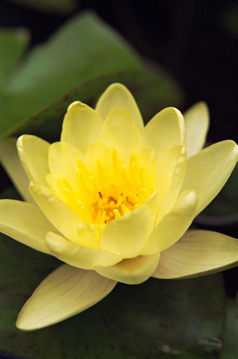 How to Plant and Grow a Water Lily