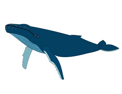 Killer Whale Grabs Man