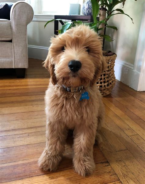 Mini Goldendoodle Adulte Adult Mini Goldendoodle Puppies For Sale