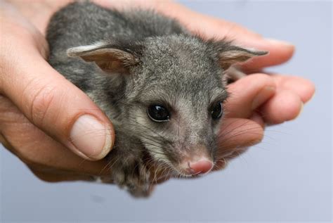 Possums | Wildlife Victoria