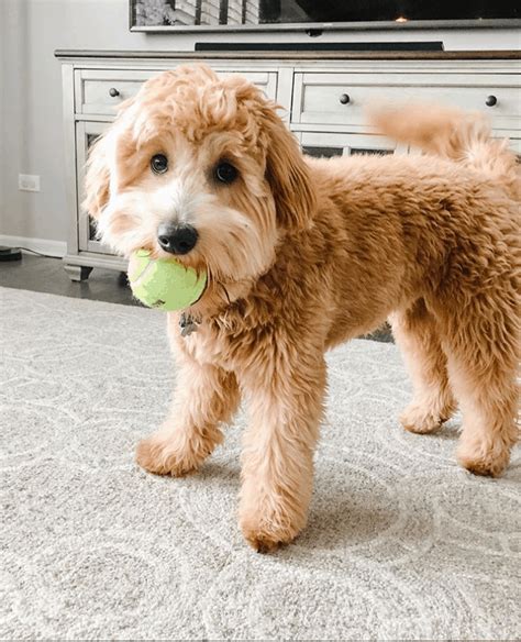 Where Can You Buy A Mini Goldendoodle at Gena Mcgeorge blog