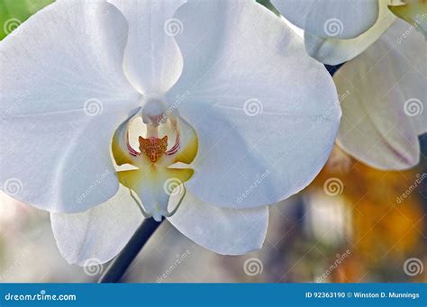 Phalaenopsis (the Moth Orchid) Stock Photo - Image of moth, called ...