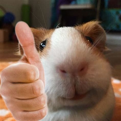 Funny and Cute Guinea Pig Memes | Guinea pig funny, Cute guinea pigs ...