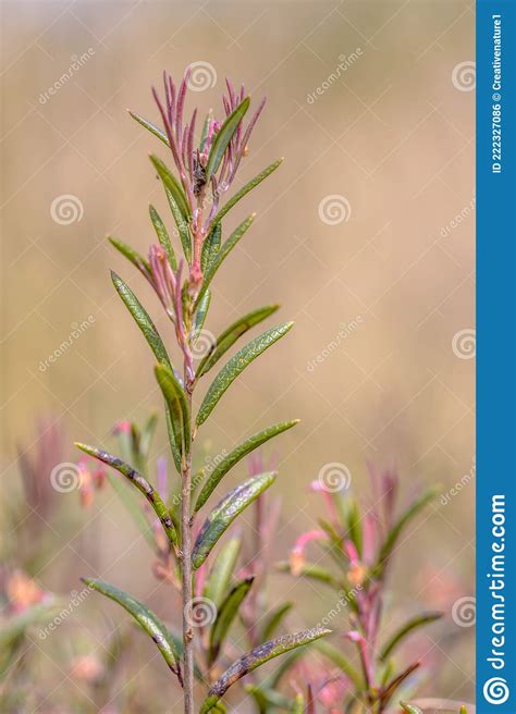 Bog Rosemary Rare Heather Species Stock Photo - Image of ericaceae ...