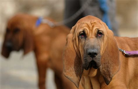 Index Of Bloodhounds