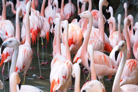 Chilean Flamingo - Zoo Atlanta