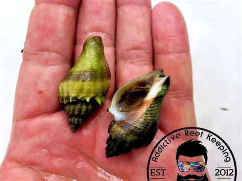 Snails Predators at Jonathan Middleton blog