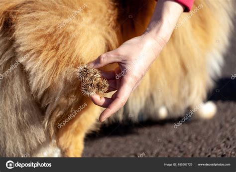What Is A Knot On A Dog
