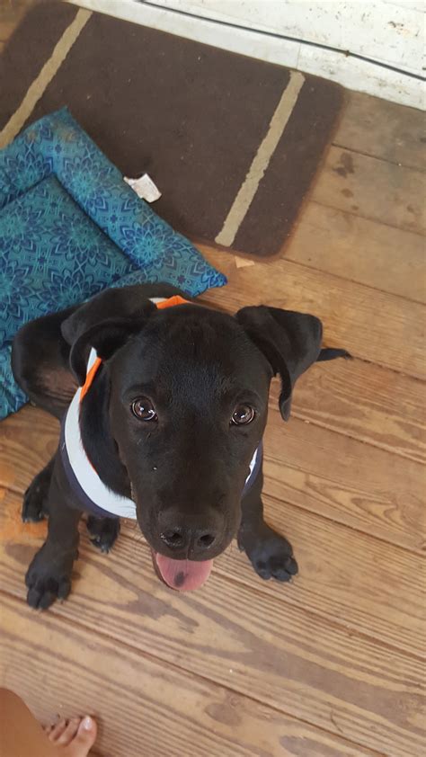 DAWSON COUNTY HUMANE SOCIETY - Dawsonville GA - Hours, Directions ...