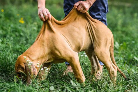 Fila Brasileiro (Brazilian Mastiff): Characteristics & Care