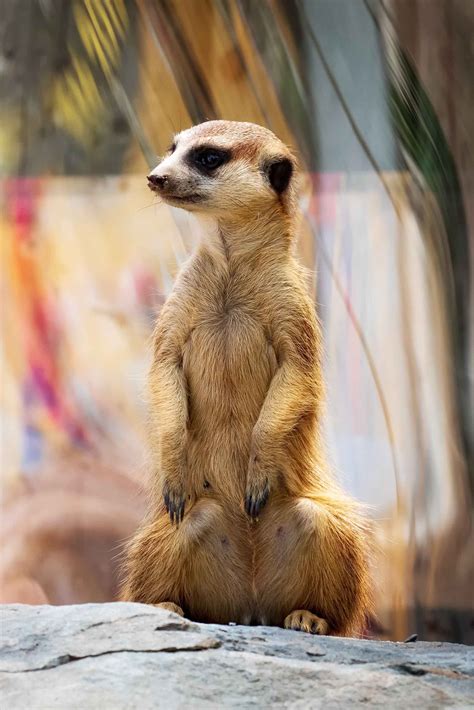 Découvrez nos animaux | Naissances | Zoo de Granby