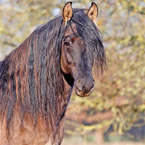 Rocky Mountain Horse
