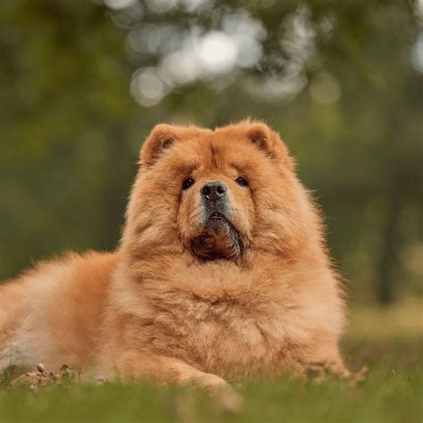 Chow Chow - What Dog Breed