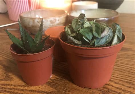 (Not) A Roommate Horror Story