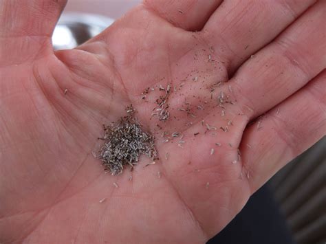 What Do Yarrow Seeds Look Like? A Complete Guide from Seed to Seedling