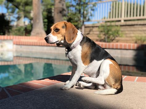 Do Beagles Shed? Understanding Their Shedding and Care Tips