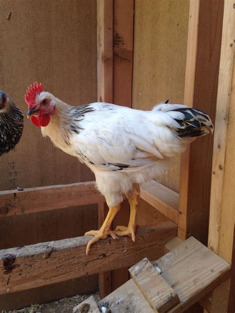 Rooster or hen? Possibly a Columbian rock? | BackYard Chickens - Learn ...