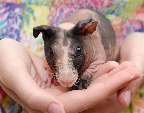 Hairless Guinea Pigs Are a New Pet Craze