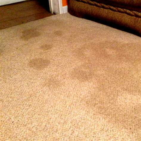 Cleaning Dried Urine From Couch at Peggy Bradley blog