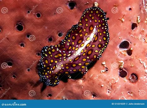 Phylum Platyhelminthes Flatworms