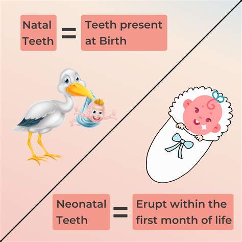 Natal and Neonatal Teeth. The birth of a new baby brings many… | by ...