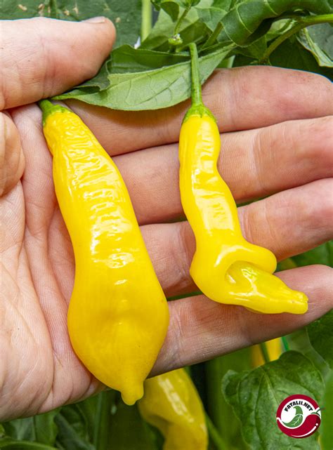 Sugar Rush, Long Yellow » Fatalii Seeds