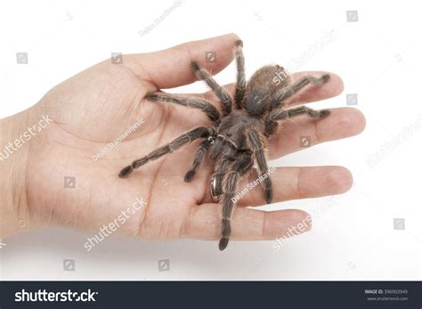Grammostola Rosea Chilean Rose Tarantula Crawling Stock Photo 396903949 ...