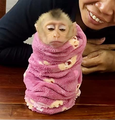 Funny Pictures Monkey