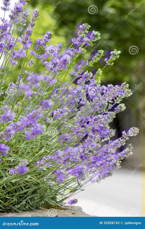 Purple Lavender Plant with Flowers Stock Image - Image of flowers ...