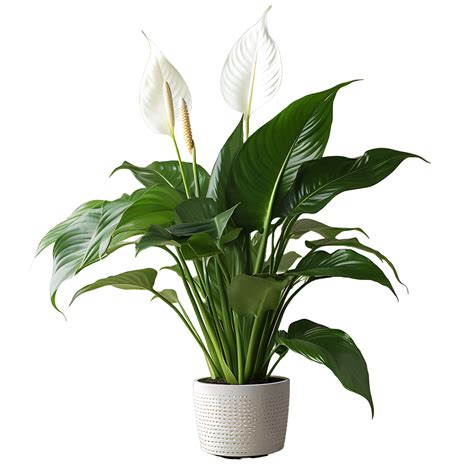 Lily Blossom OnlyFans: Her Journey To Success - Truth or Fiction