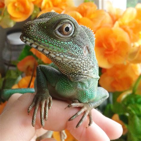 What should I name this beautiful Chinese water dragon? : r/reptiles