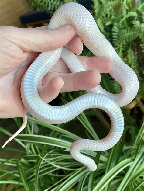 Blizzard Bloodred Corn Snake