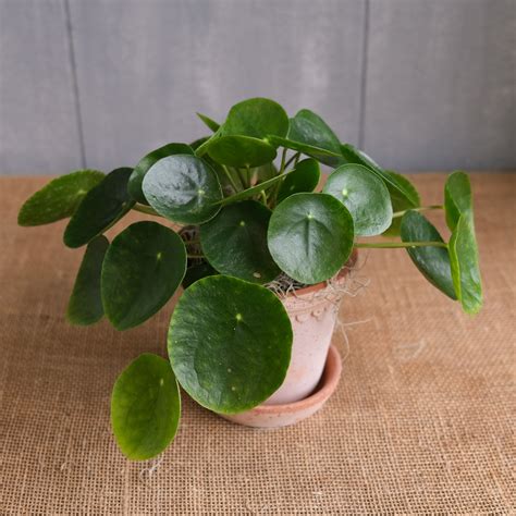 Pilea peperomioides- Chinese Money Plant | Lexington, KY | Michler's