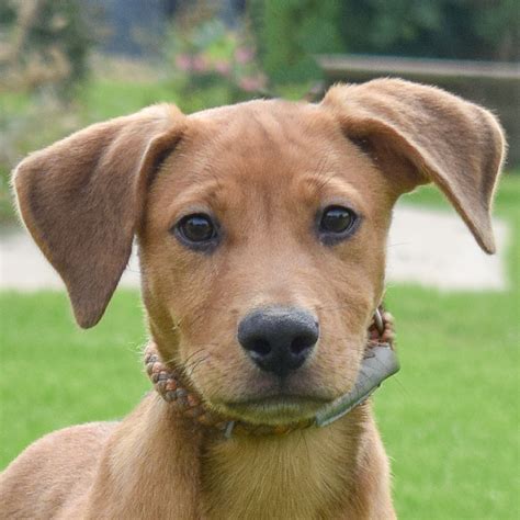 Taylor - Animal House Shelter