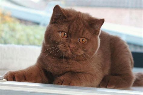 Cat Breeds With Brown Fur at Debra Polly blog