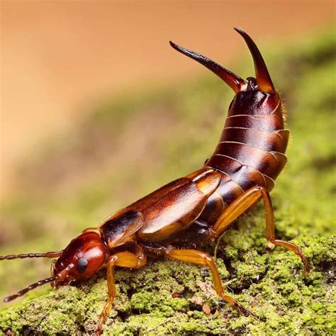 Beware the Earwig Bite: Symptoms and Treatment - Vin Zite